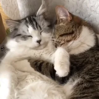 Video sticker 🥰 Больше стикеров: @stikery_18y