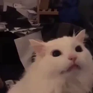 Video sticker 😤 Больше стикеров: @stikery_18y
