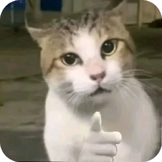 Telegram sticker 🐱 свэга пэга