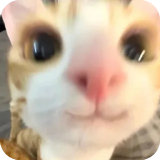 Telegram stiker 🥰 tOrReS