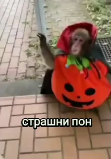 Telegram sticker 🐵 пон by @sssashhko :: @fStikBot