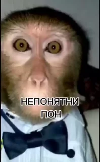 Telegram sticker 🐵 пон by @sssashhko :: @fStikBot