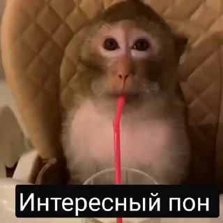 Sticker 🐵 пон by @sssashhko :: @fStikBot