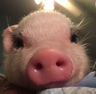 Video sticker 🙂 Хрюшки :: @fStikBot