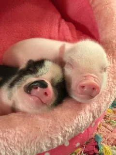 Video sticker 😴 Хрюшки :: @fStikBot