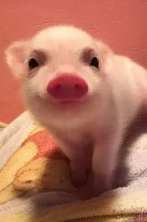 Video sticker 😊 Хрюшки :: @fStikBot