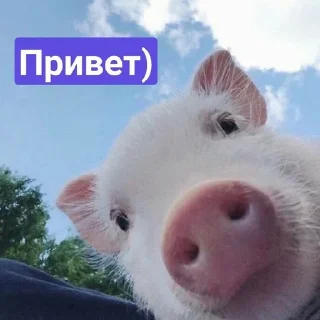 Telegram sticker 👋 Хрюшки :: @fStikBot