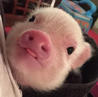 Sticker 😋 Хрюшки :: @fStikBot