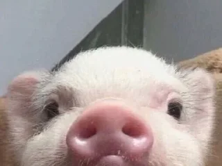 Telegram sticker 😐 Хрюшки :: @fStikBot