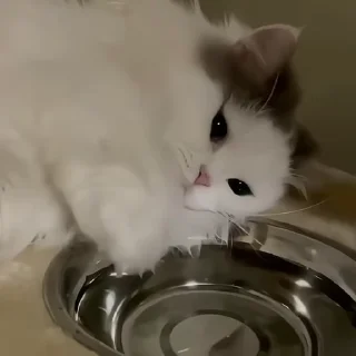 Video sticker 🤍 @realarad pishi