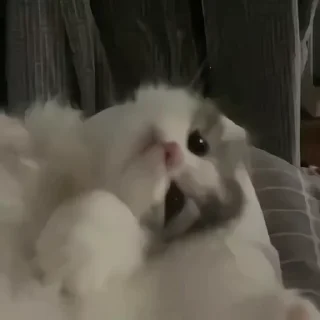 Video sticker 🤍 @realarad pishi