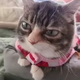 Video sticker 🌟 MyGIFs :: @fStikBot