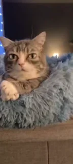 Video sticker 🌟 MyGIFs :: @fStikBot