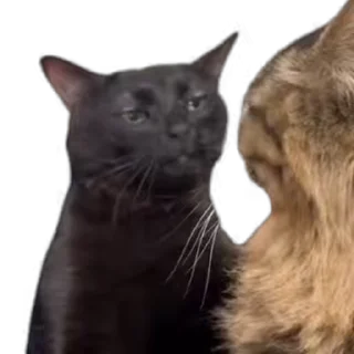 Video sticker 😐 @NoxiousXpro vid  by @noxiousxspam_bot