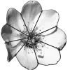 Video sticker 💐 yup → @premiuss ...
