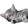 Video sticker 🐱 yup → @premiuss ...
