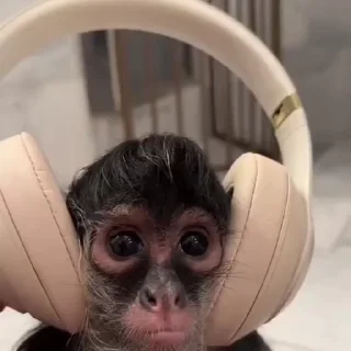 Video sticker 🎧 Больше стиков тут: @stikery4