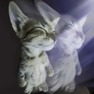 Video sticker 🙈 Minus U7U :: @fStikBot