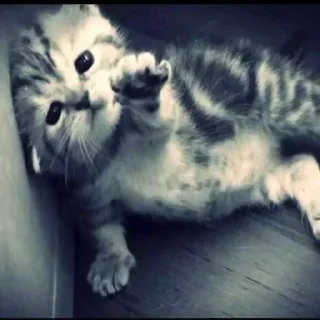 Video sticker 😍 Minus U7U :: @fStikBot