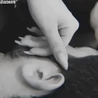 Video sticker 🫠 @Hot_Couples_gifs_sticker  5 :: @fStikBot