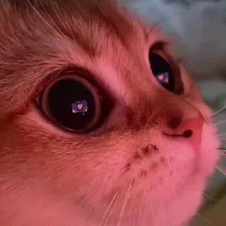 Sticker 😍 StellarCats⭐️ @StellarCats_Meow