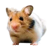 Video sticker 😮 animals ➜ @emoji1