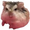 Video sticker 🐹 animals ➜ @emoji1