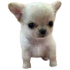 Video sticker 🐾 animals ➜ @emoji1
