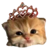 Video sticker 🐈 animals ➜ @emoji1