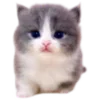 Video sticker 🐈 animals ➜ @emoji1