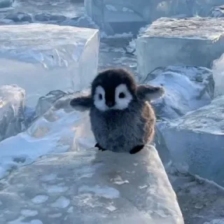 Video sticker 🐧 ‌    lıl @fear4lde 's pənguin