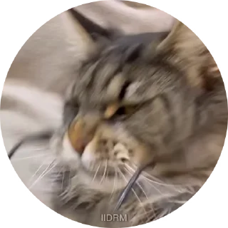Video sticker 😎 @sticksbb <— больше стиков💓💘💞