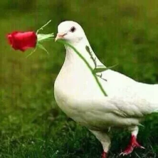 Telegram sticker 🌹 @Femboys4 .. 41