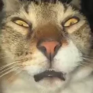 Video sticker 😑 Ебакотики by @fenrir784 :: @fStikBot