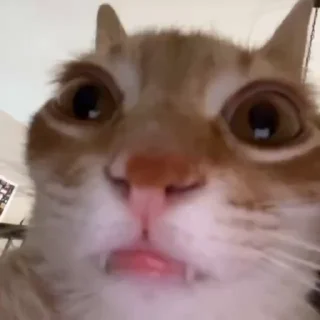 Video sticker 😶 Ебакотики by @fenrir784 :: @fStikBot