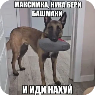 Telegram sticker 🐶 свага