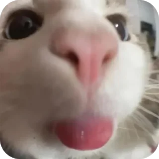 Telegram sticker 🐱 свага
