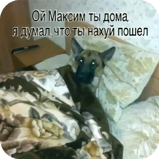 Telegram sticker 🐱 свага