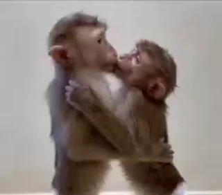 Video sticker 😘 бибизянки