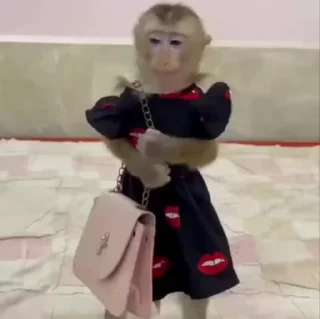 Video sticker 🌟 бибизянки