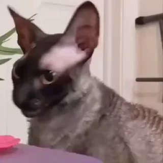 Video sticker 😋 Котомыш 🦇 (Ядовитый и Летучий) :: @fStikBot
