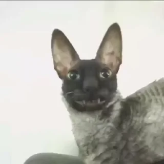 Video sticker 😏 Котомыш 🦇 (Ядовитый и Летучий) :: @fStikBot