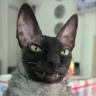 Video sticker 😺 Котомыш 🦇 (Ядовитый и Летучий) :: @fStikBot