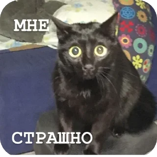 Telegram sticker 🙀 Хуй-няяяяяя :3 by @merzotapishet