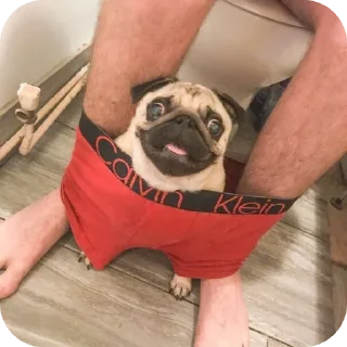 Video sticker 🐶 Пиздатые стикеры!! :: @QStickBot