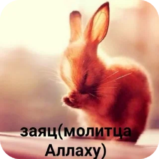 Video sticker 🐱 Пиздатые стикеры!! :: @QStickBot