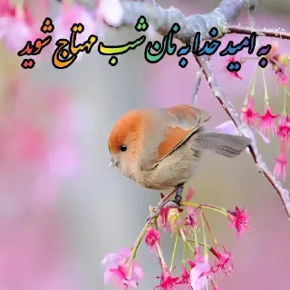 Video sticker 🐥 Shashidam 🐣