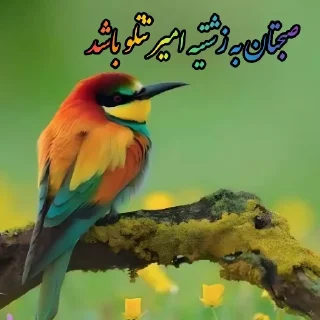 Video sticker 🐥 Shashidam 🐣