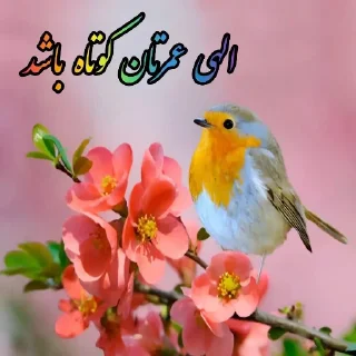 Video sticker 🐥 Shashidam 🐣