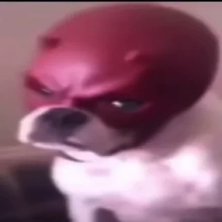 Video sticker ✔️ ......